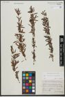 Foto von Salix triandra L. x Salix viminalis L.
